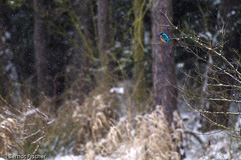 Eisvogel - Zum Vergroessern klicken!
